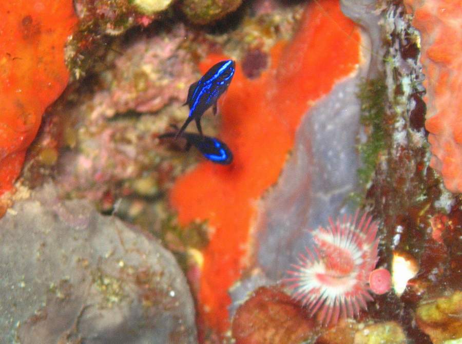 Pomacentridae:Chromis chromis (Linnaerus, 1758)  Castagnola